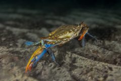 Crabe-Bleu-2